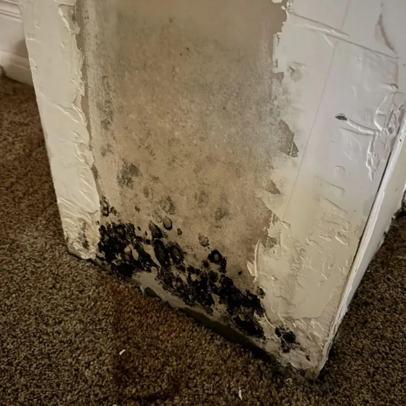 Professional Mold Removal in Hempstead, TX